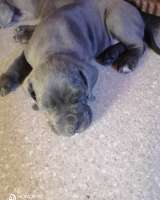 Щенки кане корсо