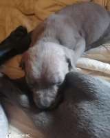 Щенки кане корсо