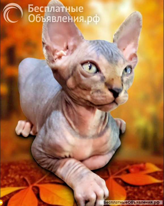 Канадский сфинкс котёнок