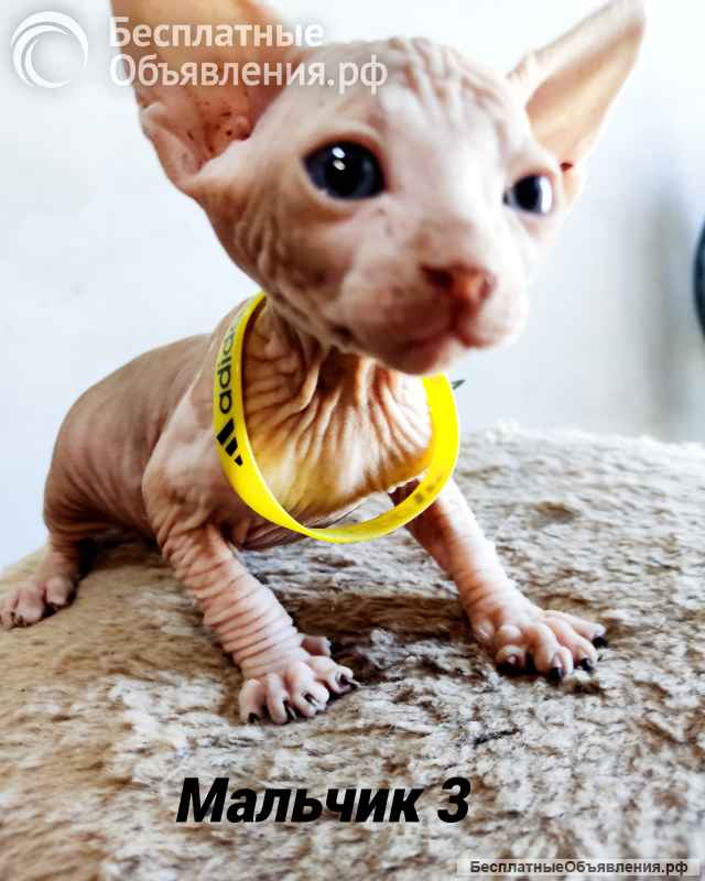 Канадский сфинкс котёнок