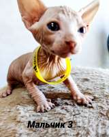 Канадский сфинкс котёнок