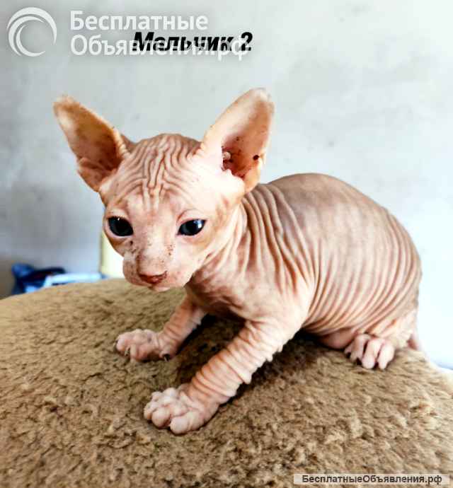 Канадский сфинкс котёнок