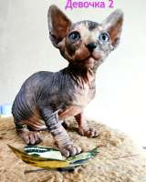 Канадский сфинкс котёнок