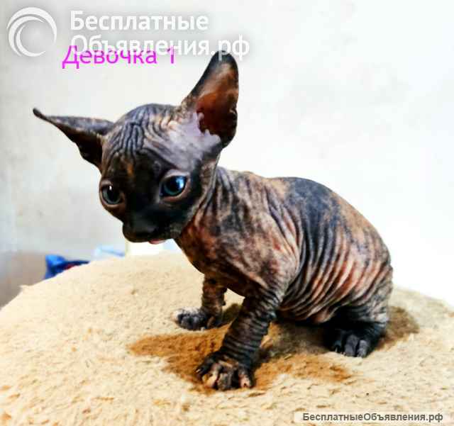 Канадский сфинкс котёнок