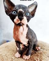 Канадский сфинкс котёнок