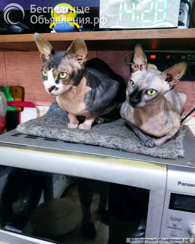 Канадский сфинкс котёнок