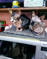 Канадский сфинкс котёнок