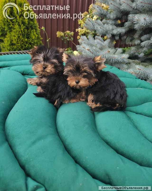 Йоркширский терьер щенки