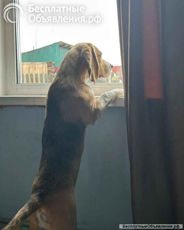 Бигль