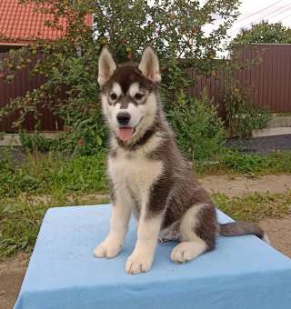 Сибирский хаски (профессиональный питомник)