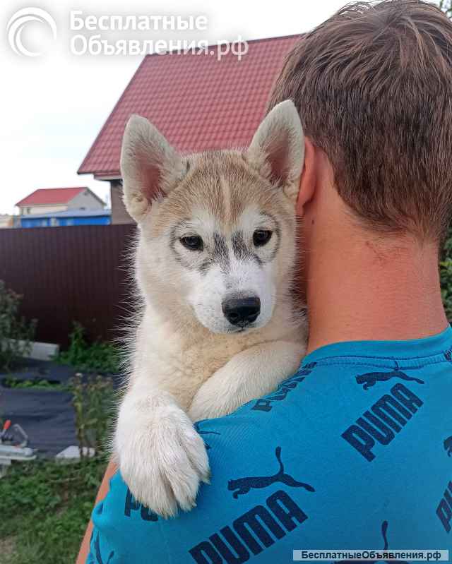 Сибирский хаски (профессиональный питомник)