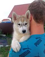 Сибирский хаски (профессиональный питомник)