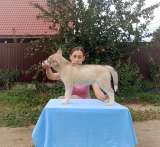 Сибирский хаски (профессиональный питомник)