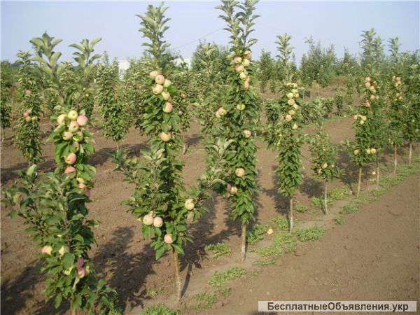 Обрезка плодовых деревьев