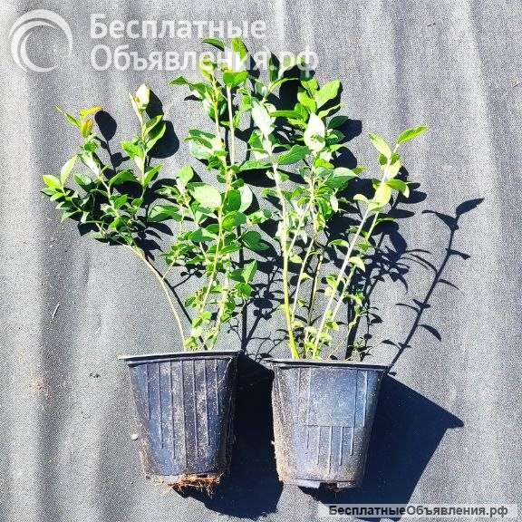 Саженцы голубики 30-50 см оптом с доставкой