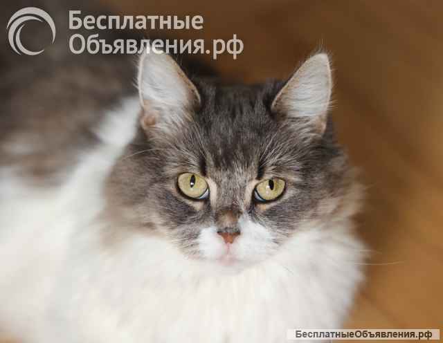 Мудрая Плюша в добрые руки