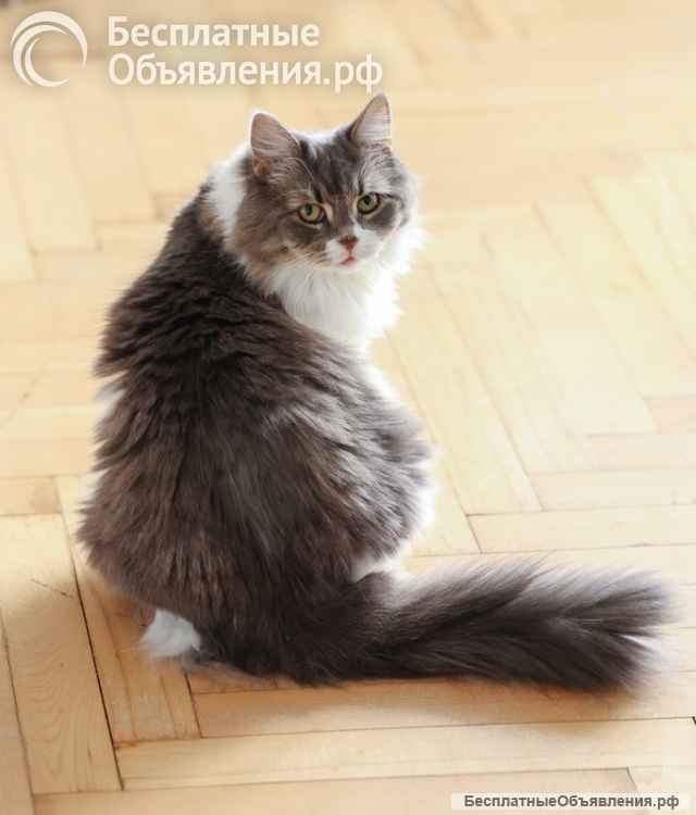 Мудрая Плюша в добрые руки
