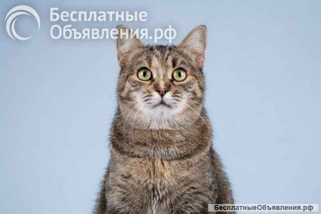 Кошечка Забава очень ждет добрых и заботливых хозяев