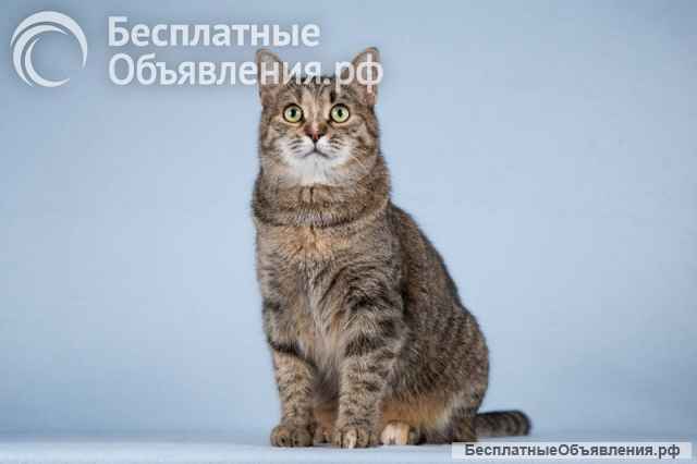 Кошечка Забава очень ждет добрых и заботливых хозяев