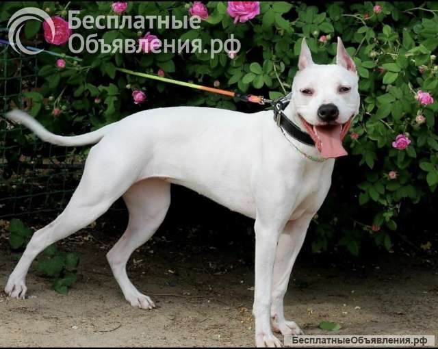 Особенная Астра