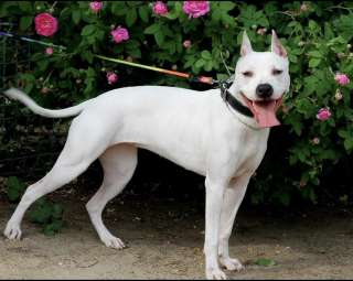 Особенная Астра