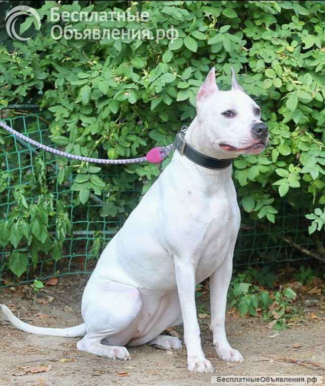 Особенная Астра