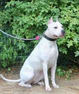 Особенная Астра