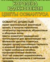 Функциональный купаж «Королева Вдохновения». Зелёный чай 95 и цветы Османтуса