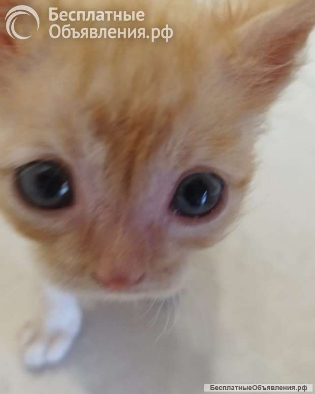 Рыжий котенок ищет дом