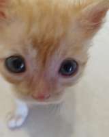 Рыжий котенок ищет дом