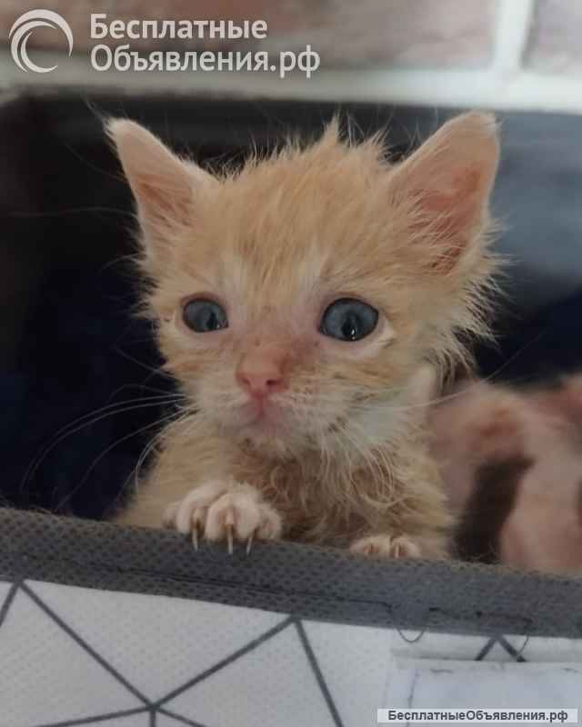 Рыжий котенок ищет дом
