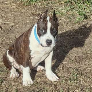 Шикарная сука Амстаффтерьера