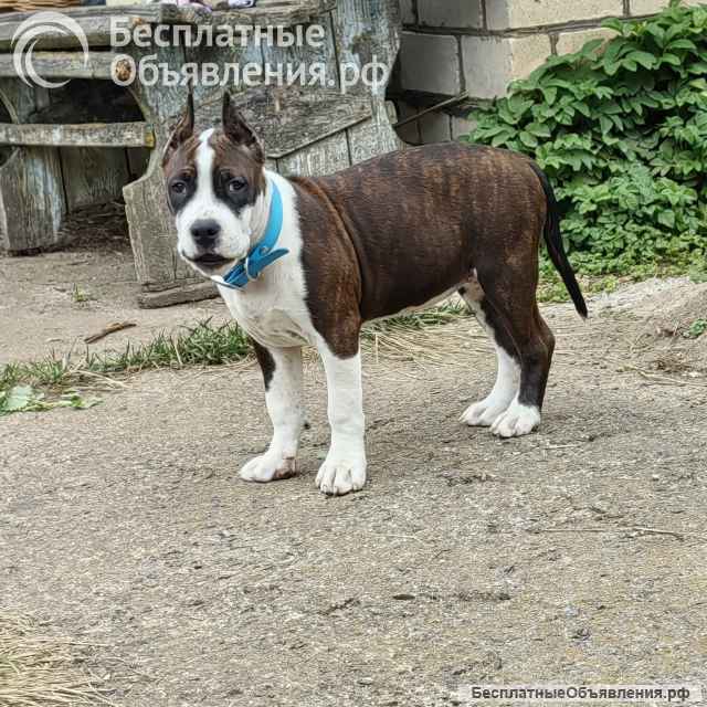 Шикарная сука Амстаффтерьера