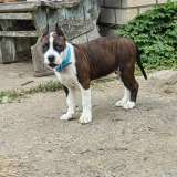 Шикарная сука Амстаффтерьера