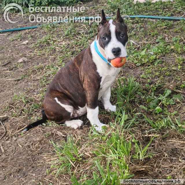 Шикарная сука Амстаффтерьера