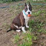 Шикарная сука Амстаффтерьера