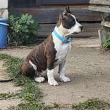 Шикарная сука Амстаффтерьера