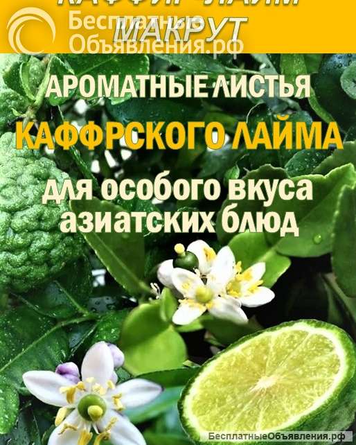 КАФФИР-ЛАЙМ. МАКРУТ. Лист сушеный.