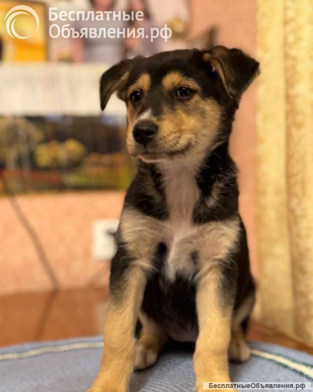 Щеночек в добрые руки