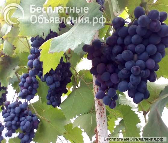 Виноград Молдова