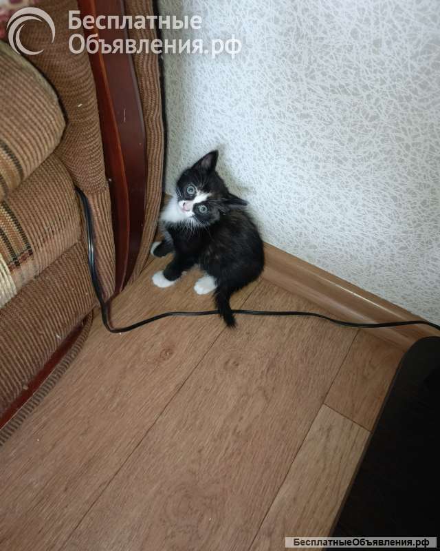 Подарю котят в добрые руки