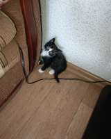 Подарю котят в добрые руки