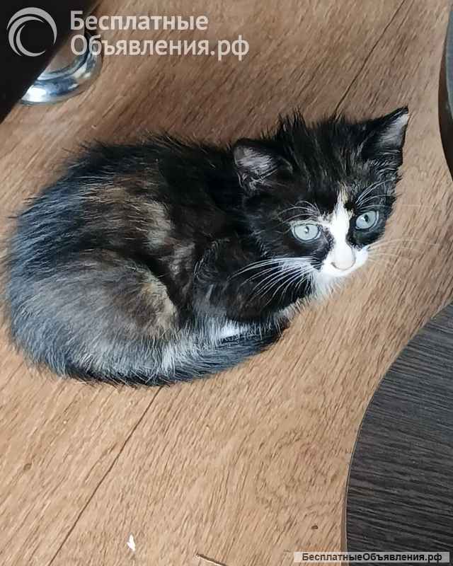 Подарю котят в добрые руки