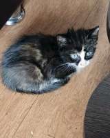 Подарю котят в добрые руки