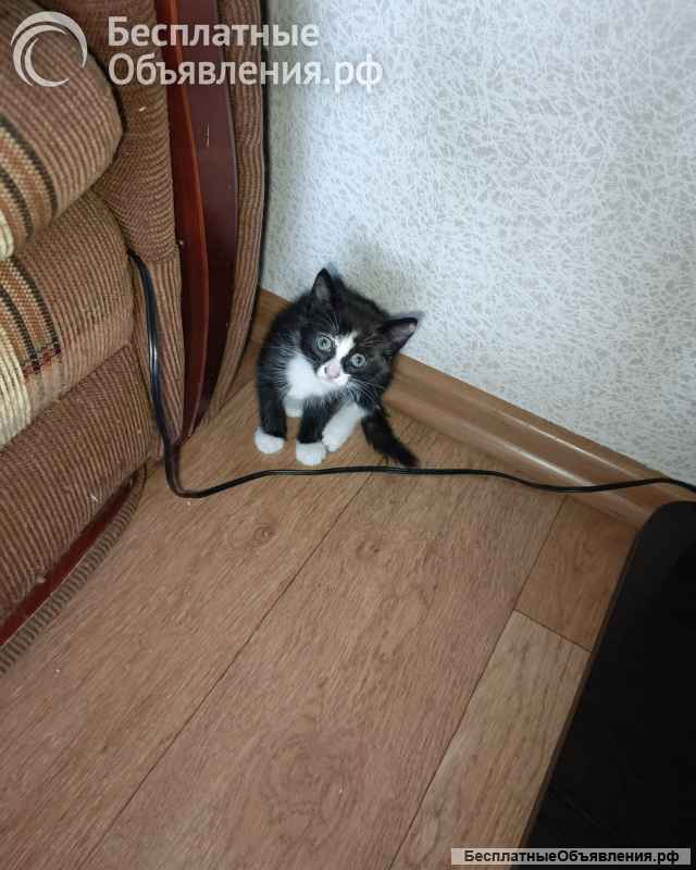 Подарю котят в добрые руки