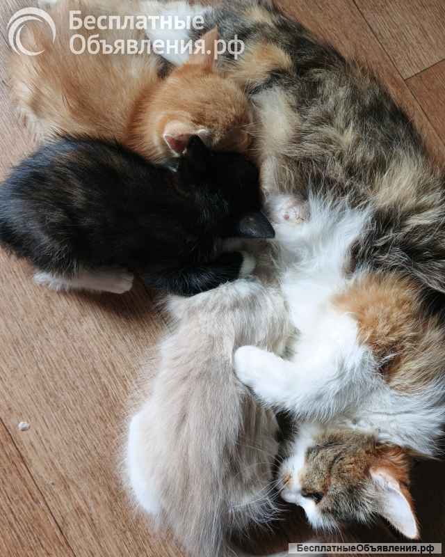 Подарю котят в добрые руки