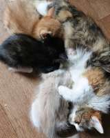 Подарю котят в добрые руки