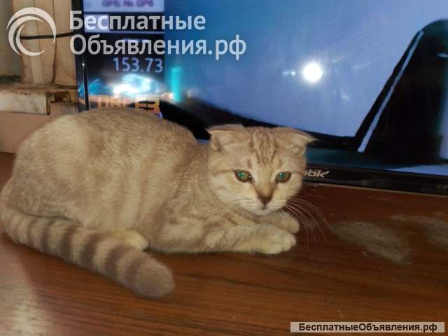 Котенок шотландской вислоухой