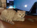 Котенок шотландской вислоухой