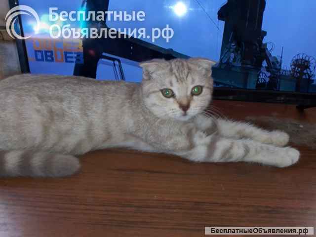 Котенок шотландской вислоухой